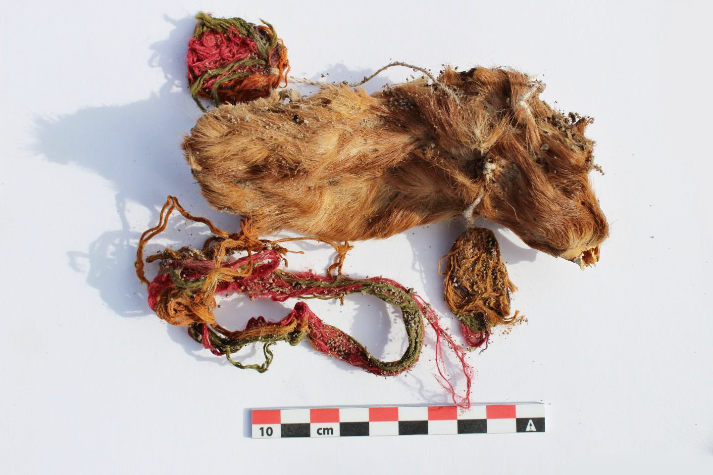 Guinea Pig Buried by Inca Tribe As Sacrifice to Gods
