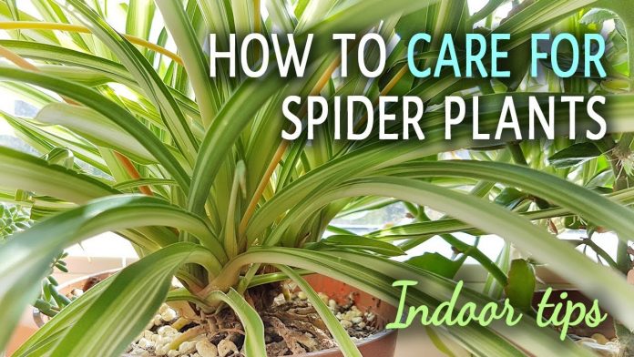 spider plant care