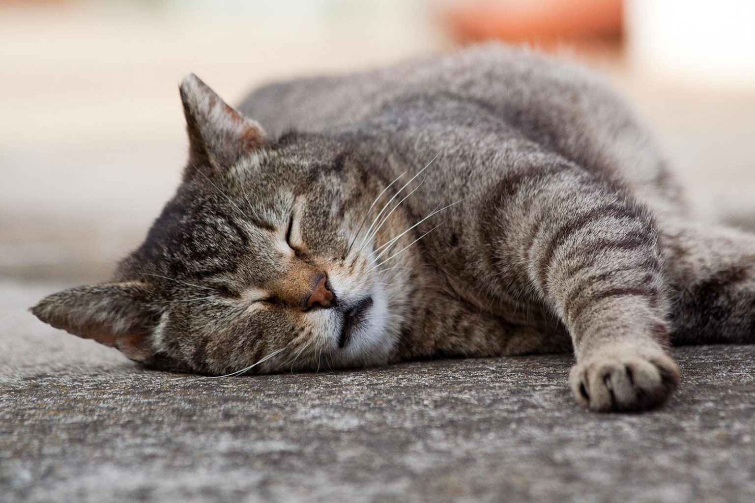 How CBD Oil for Cats Helps Senior Pets