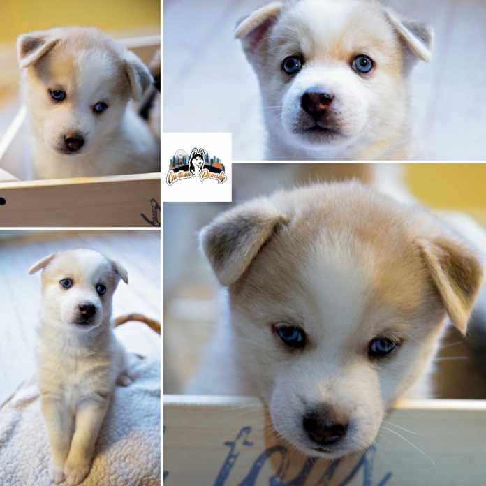 cheap puppies for sale near me