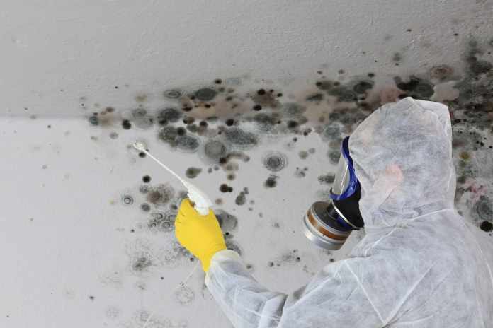 Hiring a mold removal service