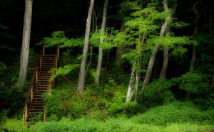 staircase in the woods