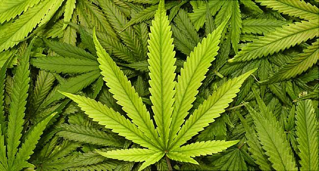 recreational marijuana sales
