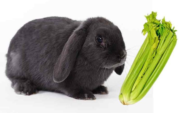 What is Celery?| How to Feed Celery to Your Rabbit?