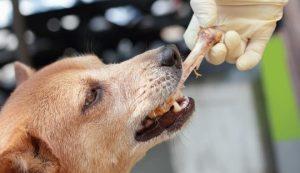 Can Dogs Eat Chicken Safely