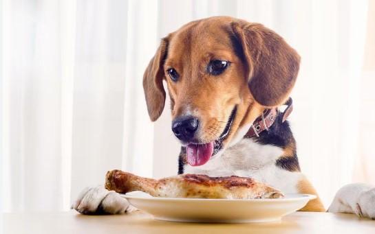 Can Dogs Eat Chicken Safely